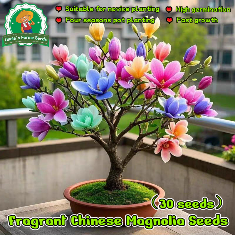 เมล็ดพันธุ์ แมกโนเลีย 30เมล็ด สีผสม Mixed Color Fragrant Chinese Magnolia Seeds Flower Seeds for Planting & Gardening