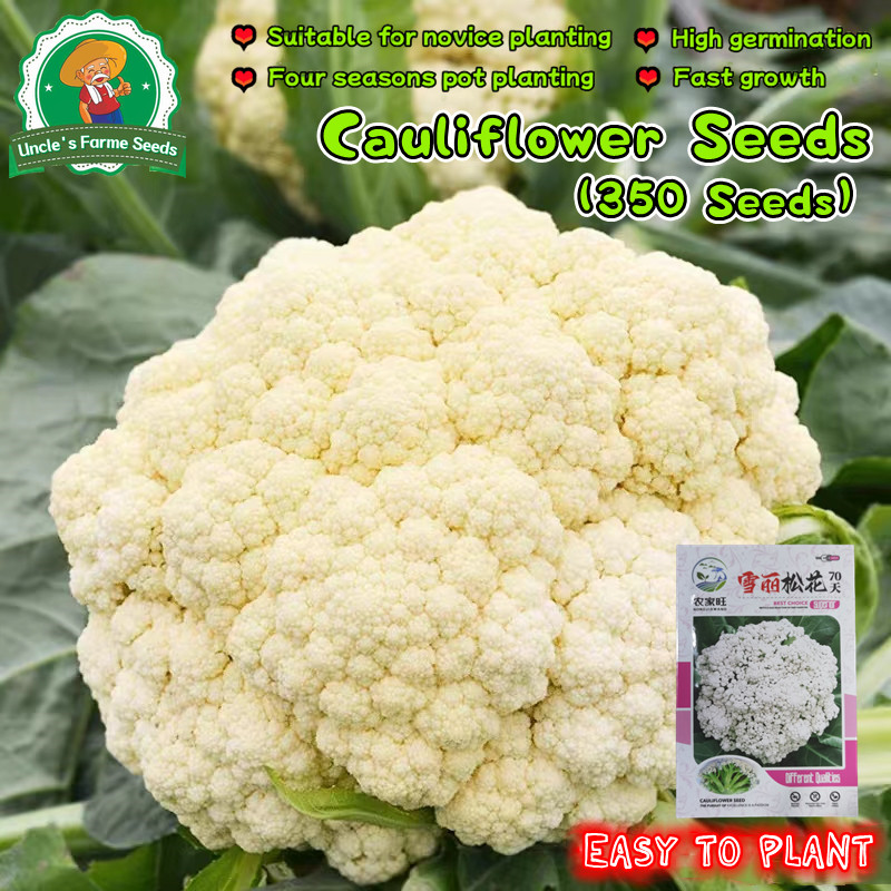 ดอกใหญ่จริง 350เมล็ด เมล็ด​พันธุ์​ กะหล่ำดอก​ White Cauliflower​ Seeds for Planting Vegetables Plants เมล็ดพันธุ์คุณภาพ