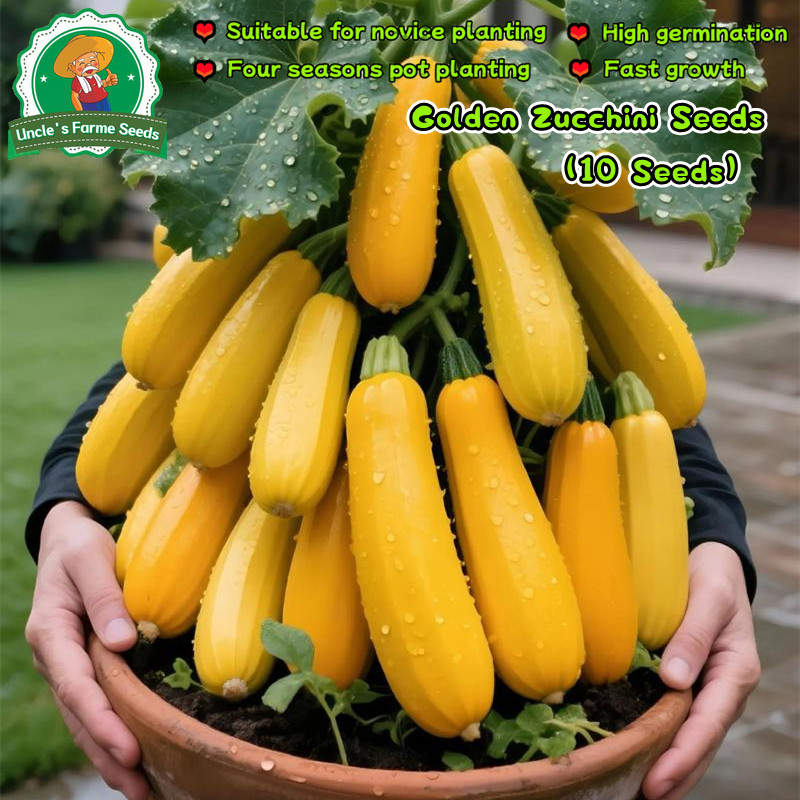 ประเทศไทยพร้อมสต็อก 10เมล็ด เมล็ดพันธุ์ ซูกินีเหลือง Golden Zucchini Seeds for Planting Bottle Gourd