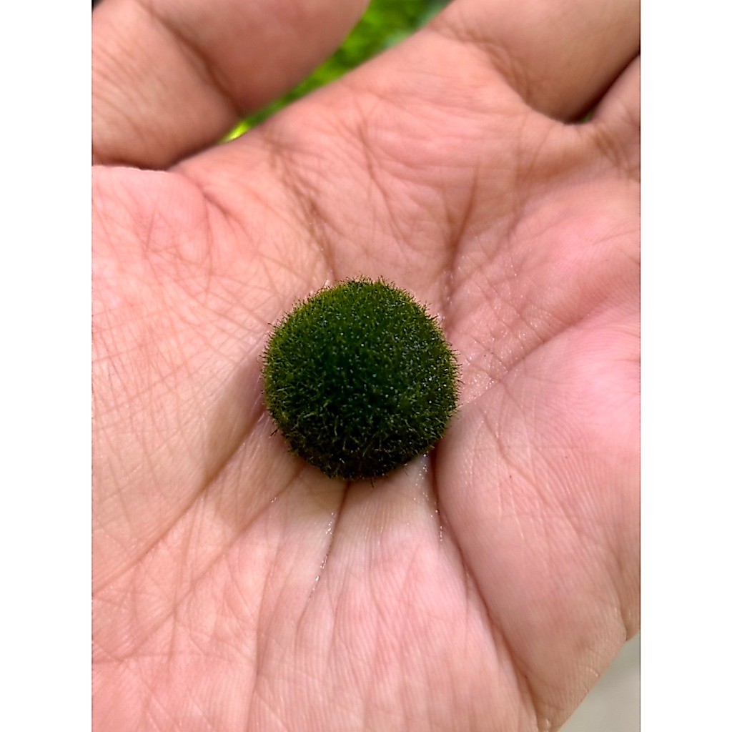 มาริโมะญี่ปุ่นแท้ (Marimo Moss Ball) ขนฟูนุ่มนิ่ม นำเข้าแท้จากญี่ปุ่น