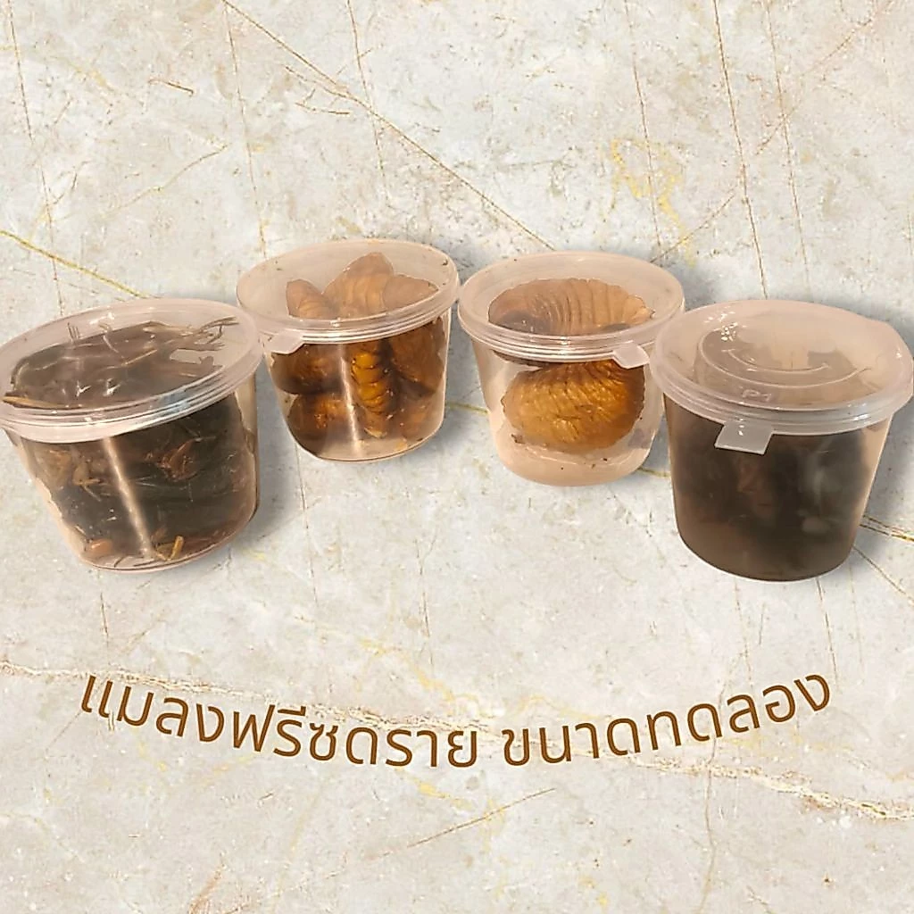 ( ขนาดทดลอง ) ด้วงสาคูฟรีซดราย สะดิ้งฟรีซดราย จิ้งหรีดฟรีซดราย ดักแด้ฟรีซดราย