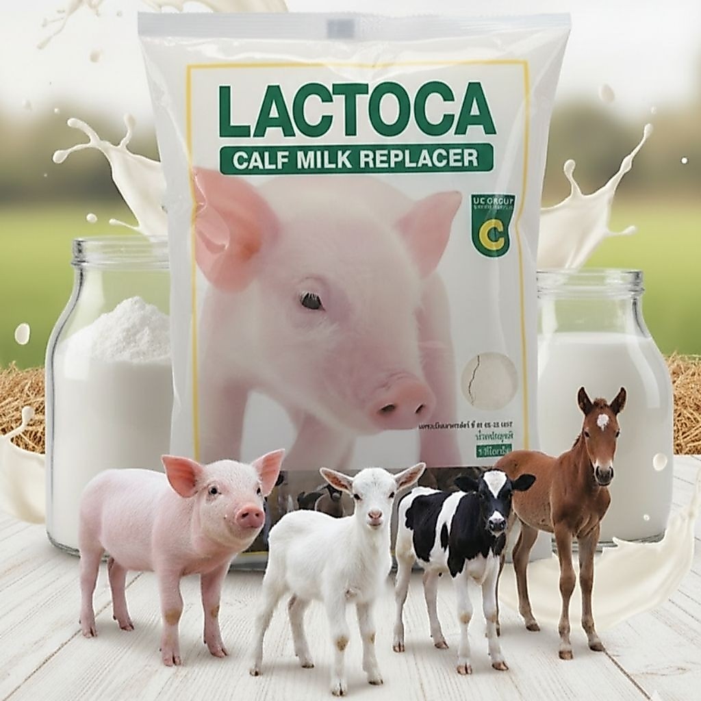 แลคโตคา อาหารแทนนมสำหรับสัตว์แรกเกิด นมหมู นมโค นมแพะ นมแกะ ขนาด 1 กิโลกรัม