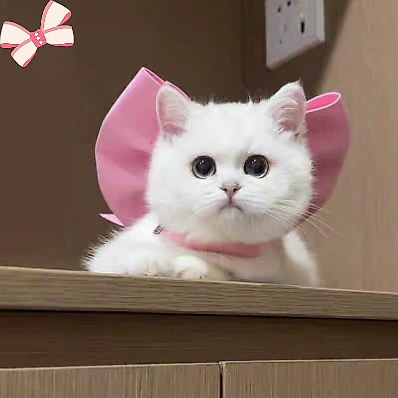 Mary Cat Bow Tie สร้อยคอปลอกคอสัตว์เลี้ยงตกแต่งสําหรับลูกแมวลูกสุนัข Bichon และ Ragdoll Cats RYT