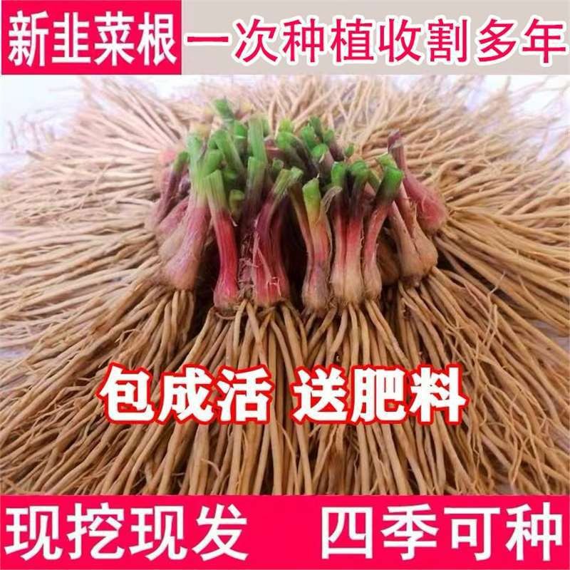 รากสีม่วงกว้าง Leaf Leek Root สดขุด Leek ต้นกล้าท้องถิ่น Four Seasons Leek ระเบียงกระถาง Big Leaf Re