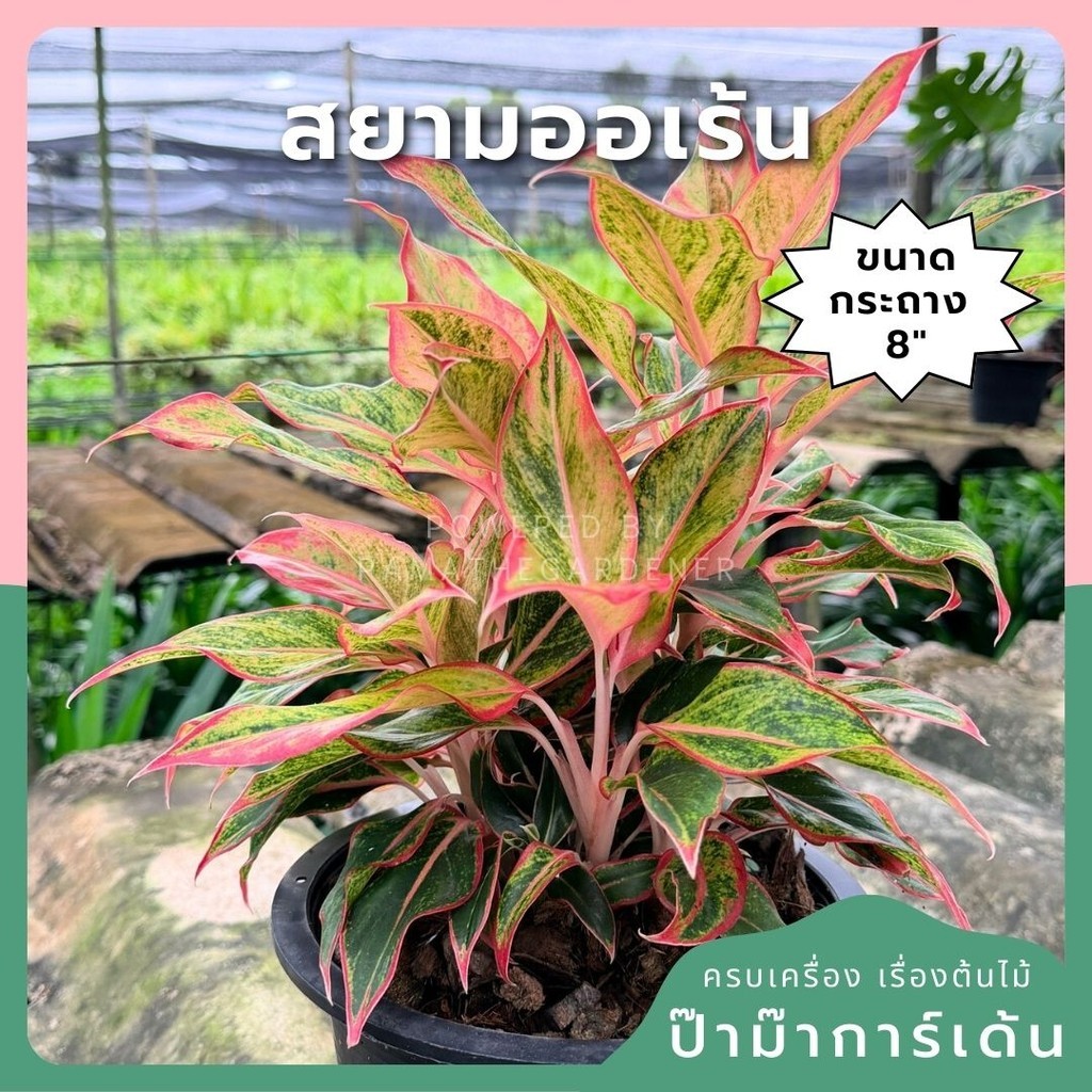 มุมมอง 8