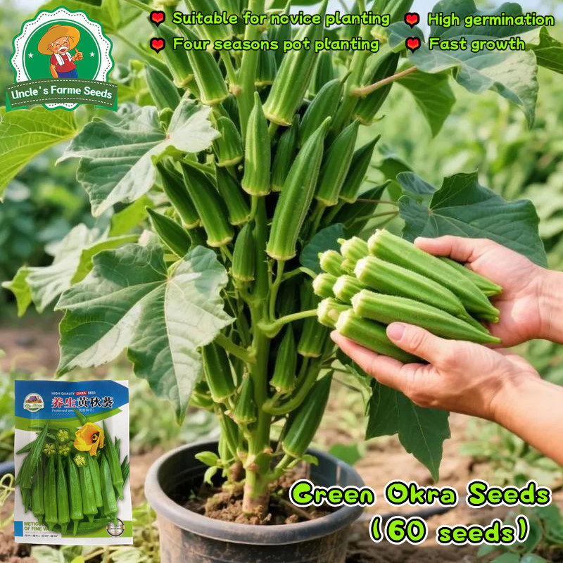 เมล็ดพันธุ์ ผักกระเจี๊ยบ บรรจุ 60เมล็ด Green Okra Seeds for Planting Vegetables Plants เมล็ดกระเจี๊ยบ เมล็ดพันธุ์ผัก