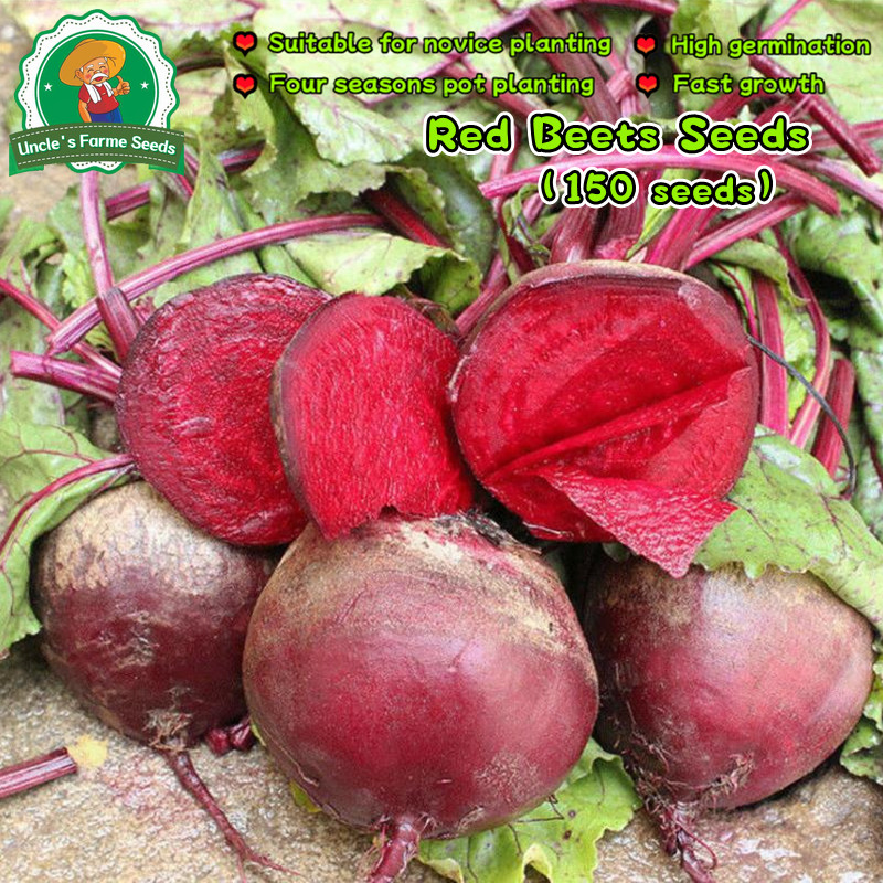 150 เมล็ด ผักสวนครัว Red Beetroot Seeds (บีตรูต) บีทรูท สายพันธุ์ Ruby Queen Beet Seeds for Planting Vegetable Seeds