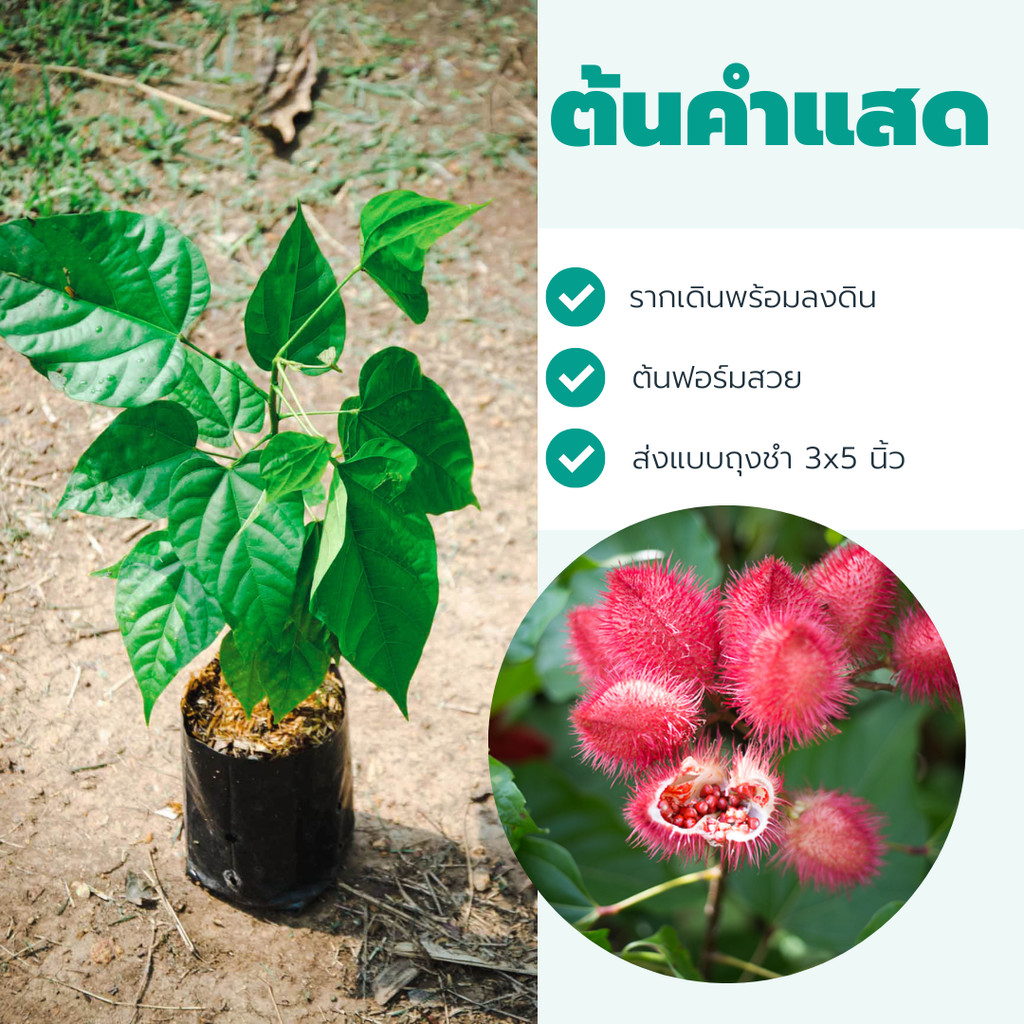 ต้นคำแสด ต้นคำเงาะ ต้นคำไทย ต้นพันธุ์สำหรับปลูก ปลูกง่ายโตไว ไม้แปลกโบราณ