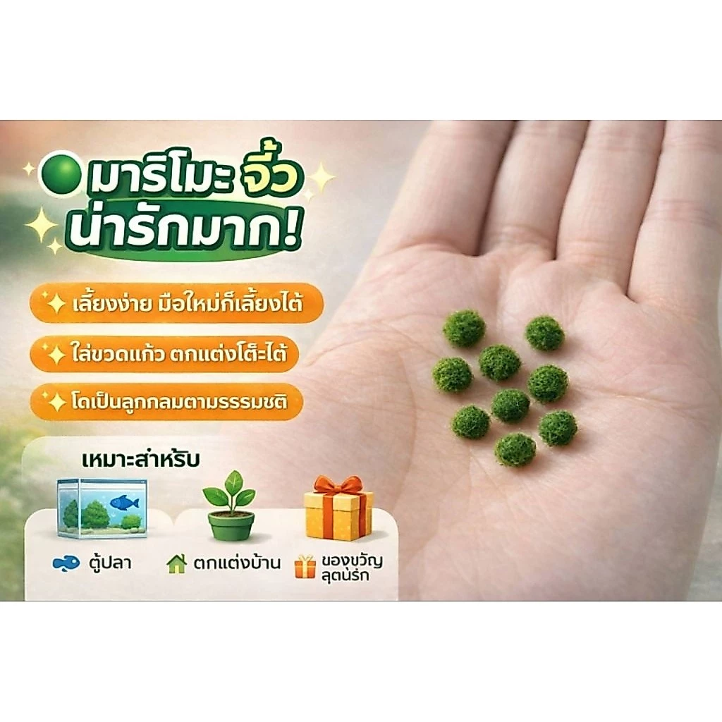 marimoมาริโมะเบบี้จิ๋ว ขนาด0.5cm น่ารักสายพันธุ์ โตไวขนสวย