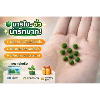 marimoมาริโมะเบบี้จิ๋ว ขนาด0.5cm น่ารักสายพันธุ์ โตไวขนสวย