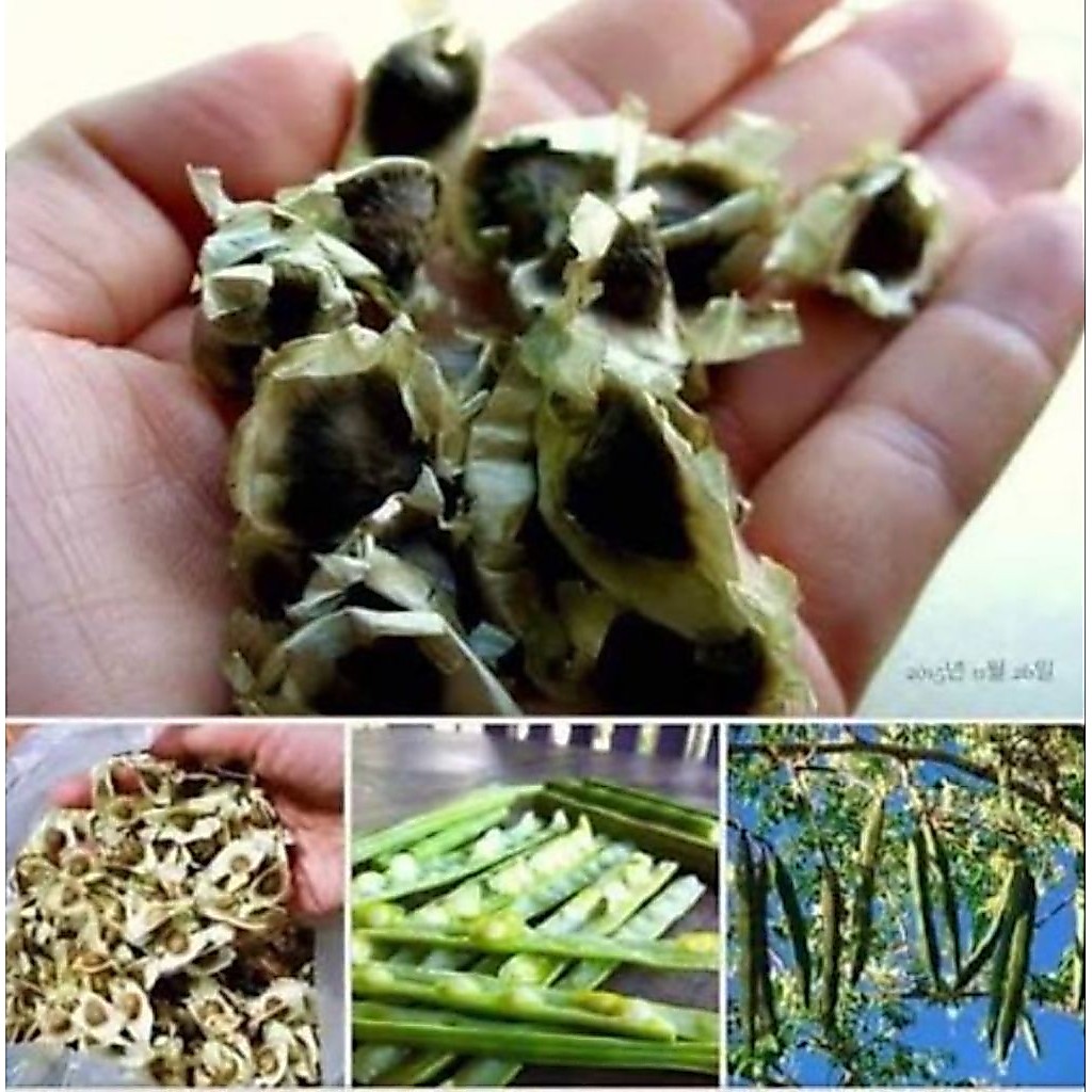 เมล็ดพันธุ์มะรุมเกษตร 5 เมล็ด ฝักใหญ่ ดก ติดฝักไว ปลูกง่าย