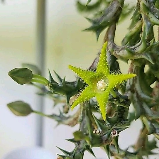 กิ่งเก๋งจีน Orbea Dummeri ดอกสีเขียว ปลาดาว