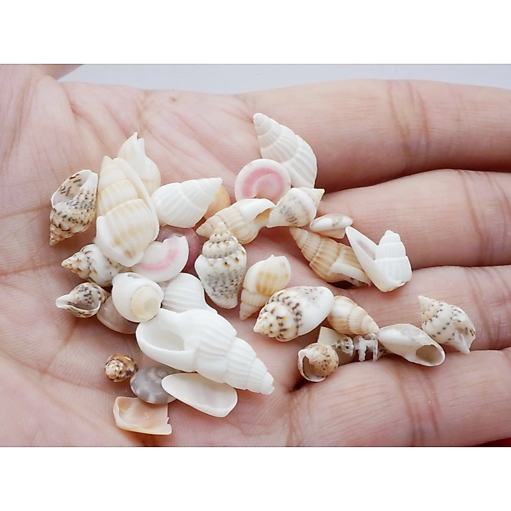 เปลือกหอยจิ๋ว (สุ่มแบบ) 20 กรัม เปลือกหอย เปลือกหอยทะเล คละแบบ หอย หอยจิ๋ว ของจิ๋ว ของตกแต่ง