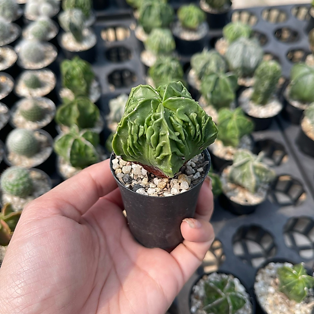 แอสโตรไฟตัม ไมริโอสติ๊กมา ฟุคุริว Astrophytum myriostigma cv. Fukuryu มายริโอ