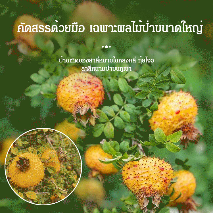 ราชาแห่งขนมแห้งลําลอง ลูกแพร์หนามผลไม้แห้ง - รูปที่ 4