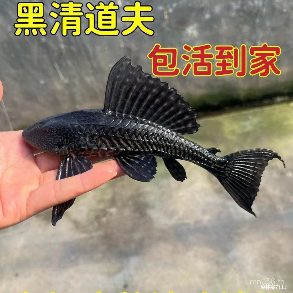 ขยะกําจัดสาหร่ายปลาฟาร์มขายตรง Livable เสือดาวพิมพ์ขนาดใหญ่ Queen ทําความสะอาด Scavenger ปลาสวยงามน้