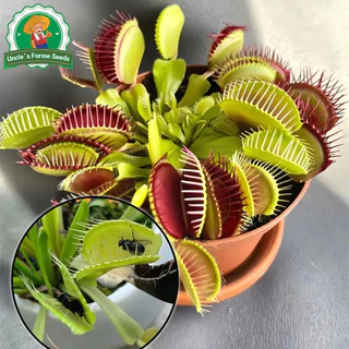50เมล็ด/แพ็ค ไม้กินแมลง กาบหอยแครงปากแดง (Venus Flytrap) Potted Insectivorous Dionaea Muscipula Giant Clip Flytrap Plant