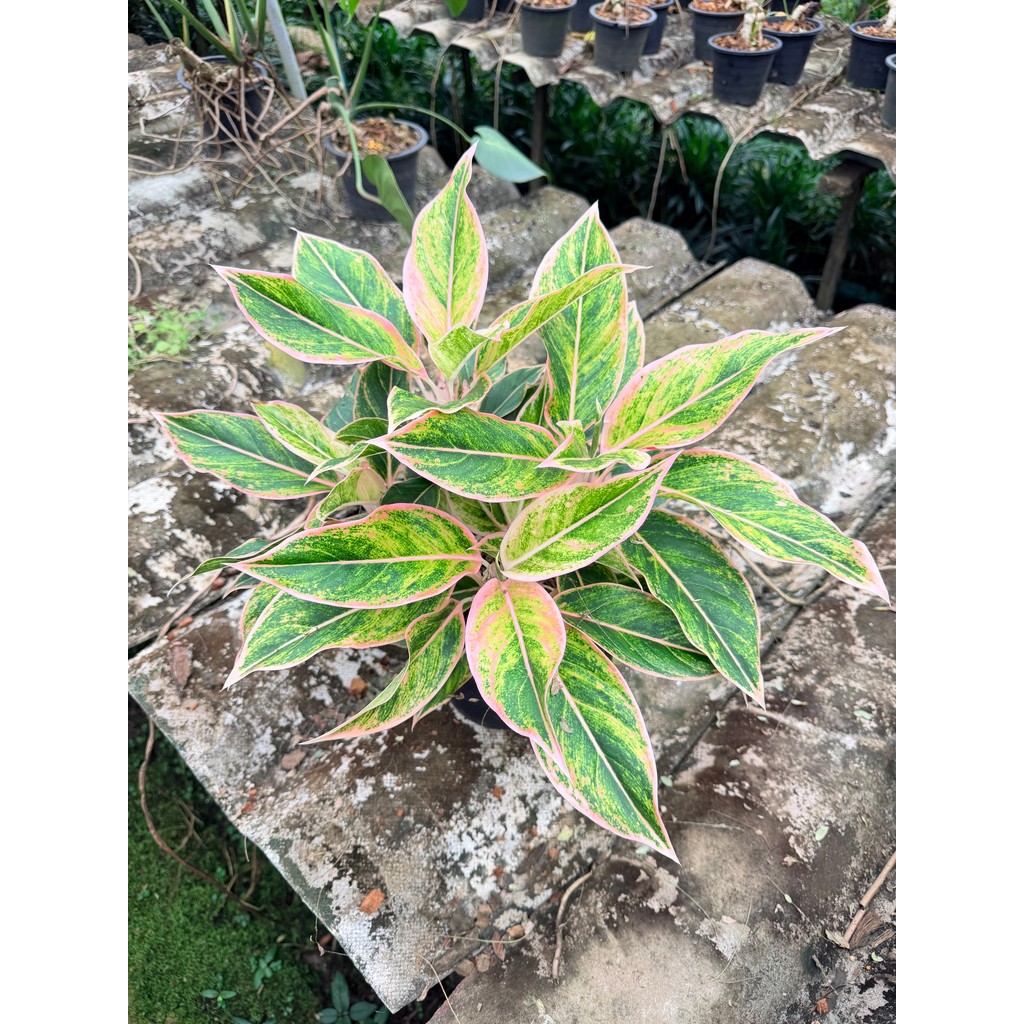 มุมมอง 4