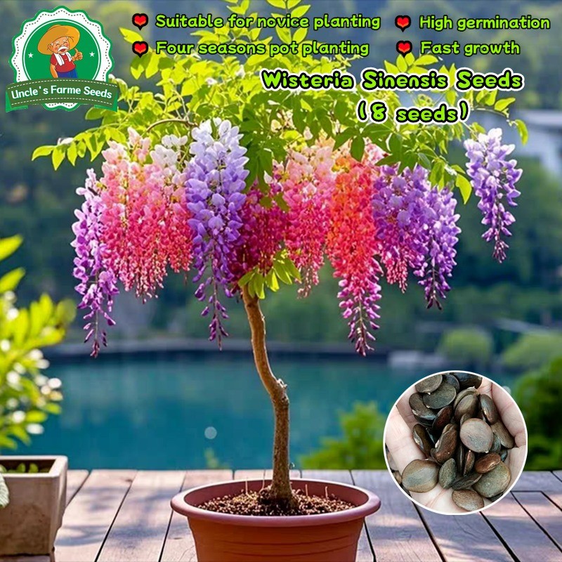 8 เมล็ดพันธุ์ Mixed Wisteria Sinensis Seeds for Planting เมล็ด วิสทีเรีย ดอกฟูจิ ไม้เถาวัลย์ ดอกเป็นช่อ ต้นไม้มงคล Plant