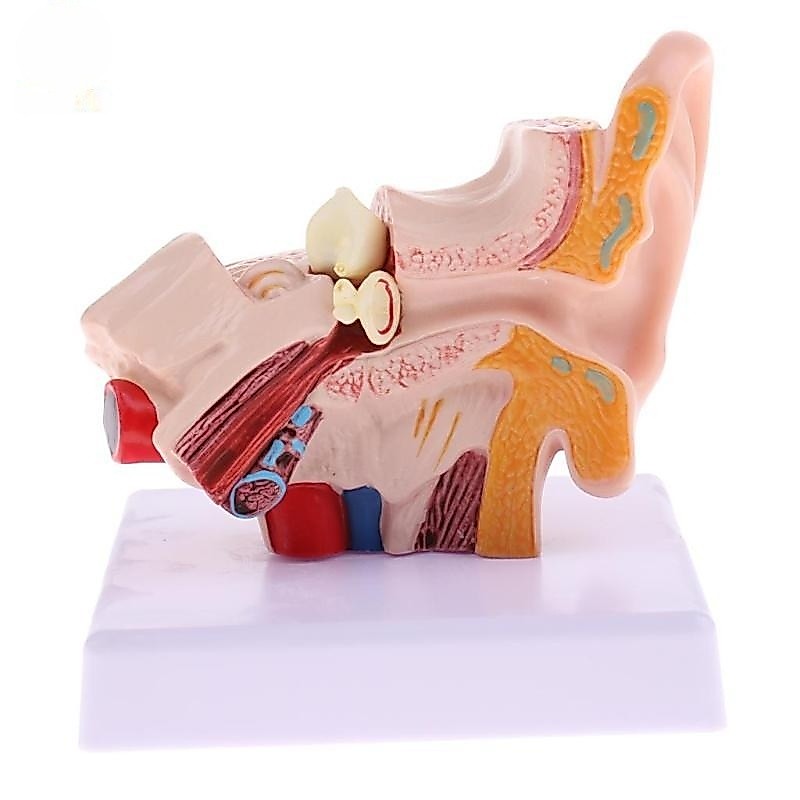 ZENSO 1.5 ครั้งขนาดชีวิตมนุษย์หู Anatomy รุ่น OrganMedical อุปกรณ์การสอน Profe