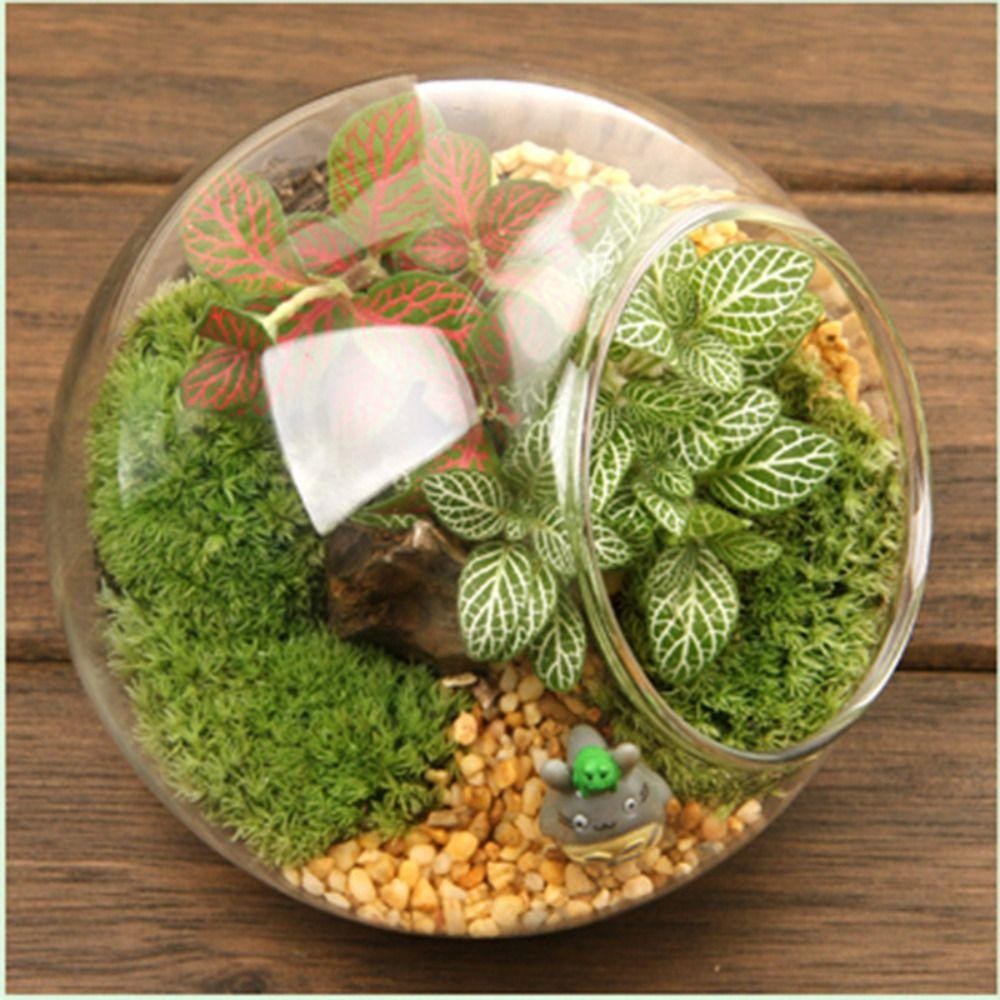 SOLARNOVA แจกันแก้วใส,แจกันแก้วบอโรซิลิเกตใส,ภาชนะใส่บอล 8/10/12/16 ซม.แก้วบอโรซิลิเกตเฉียง Succulents คอนเทนเนอร์พืชสวน - รูปที่ 6