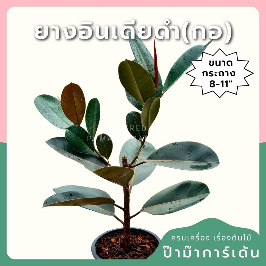 ต้นยางอินเดียดำ 8-11 นิ้ว ฟอร์มกอ