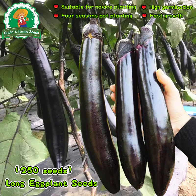250 เมล็ด เมล็ดพันธุ์มะเขือยาว Organic Long Eggplant Seeds for Planting Vegetable Seed Eggplant Plan