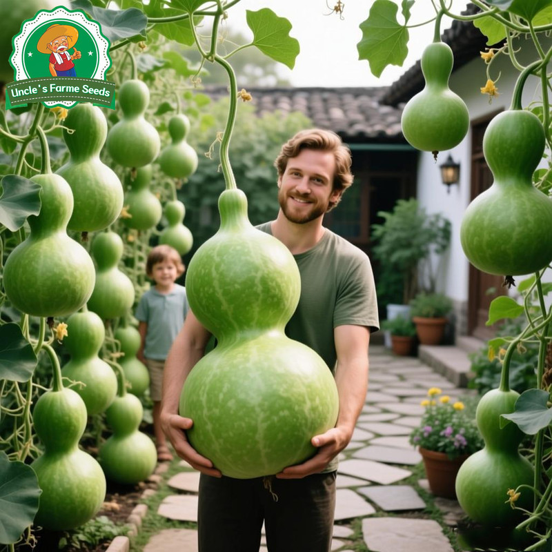 8 เมล็ด เมล็ดพันธุ์ น้ำเต้ายักษ์ น้ำเต้าเซียน เมล็ดน้ำเต้าเซียนใหญ่ F1 Giant Bottle Gourd Seed Organic Vegetable Seeds - รูปที่ 2