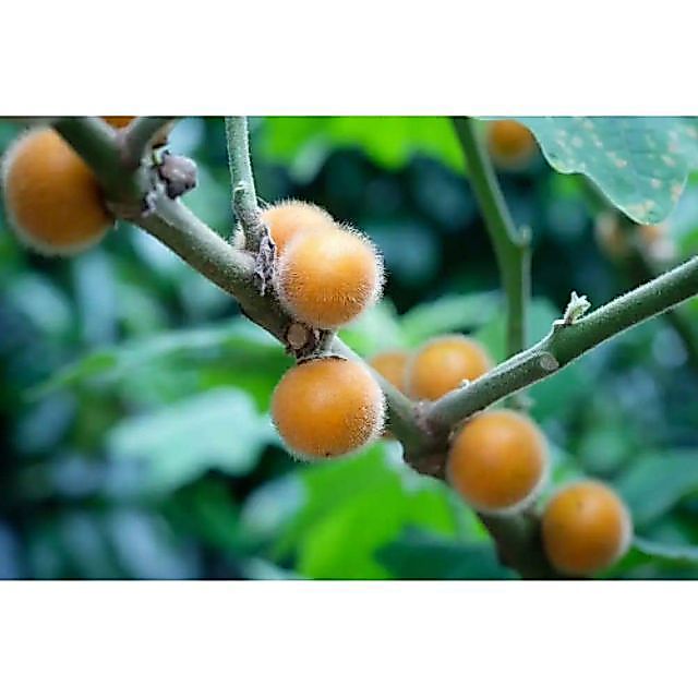 เมล็ด​พันธุ์​มะอึกไร้หนาม50เมล็ด​