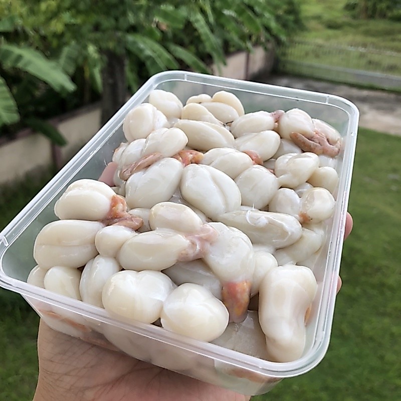 ไข่หมึกกระดองสด ( คละไซส์ )