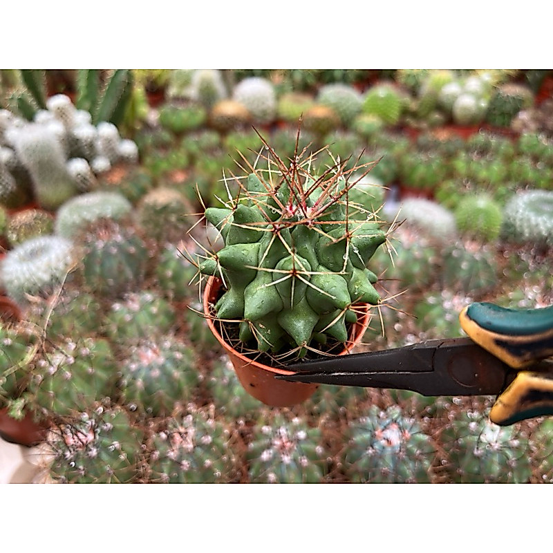 Terocactus Nidurun หนามสวย