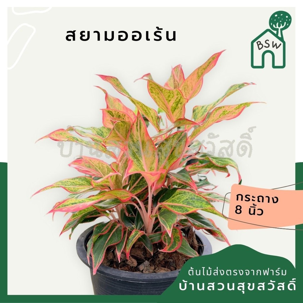 มุมมอง 9