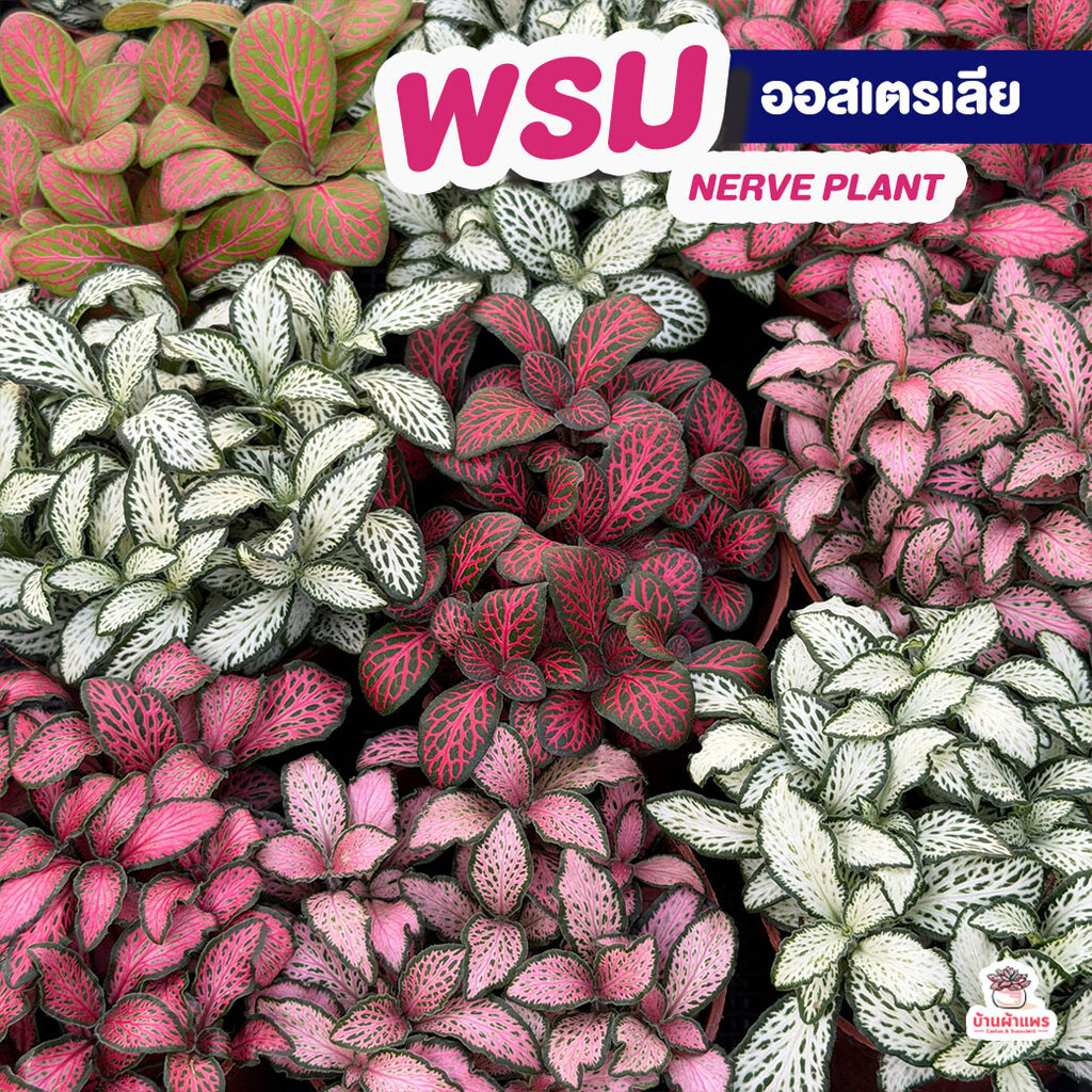 พรมออสเตรเลีย 3 นิ้ว Nerve plant ไม้ประดับ ไม้จัดสวนถาด กระบองเพชร Cactus&Succulent