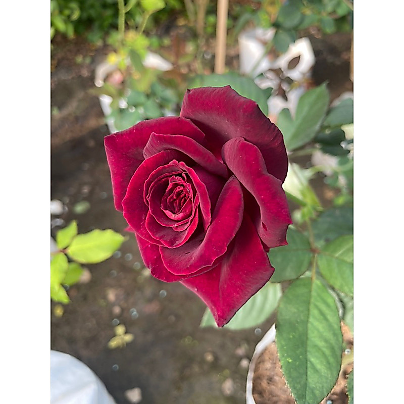 กุหลาบแบล็คเพอร์ฟูม สีแดงเข้ม มีกลิ่นหอม