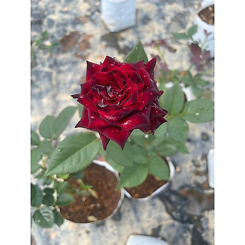 กุหลาบแบล็คบัคคาร่า ตัดดอก สีแดงกำมะหยี่