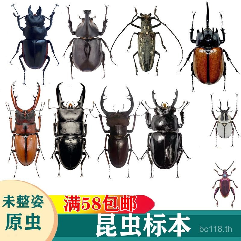 Scorpion Cicada Beetle ปกติพลั่ว Beetle ตัวอย่าง Beetle Bull หนอนเปียก Stem Unicorn แมลงด้วง Miki Be