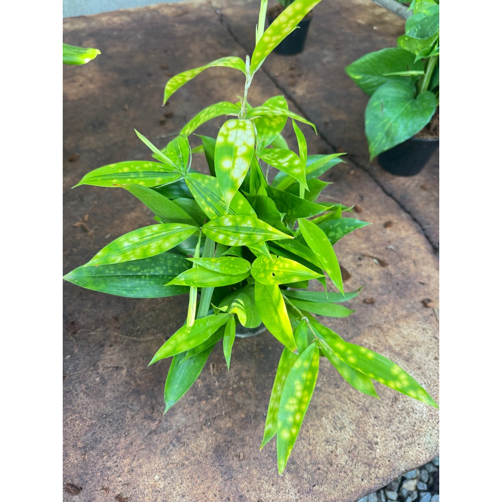 มุมมอง 4