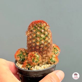 แมมมิลาเรีย คามิเน่แดง Mammillaria carmenae แคคตัส กระบองเพชร cactus&succulent