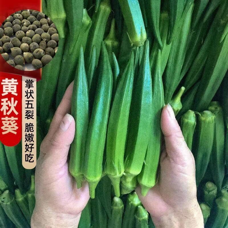现货黄秋葵种子籽孑水果红秋葵种子秋葵苗秧春季夏四季播蔬菜阳台庭院okra seeds seeds fruit red okra seeds autumn20260615