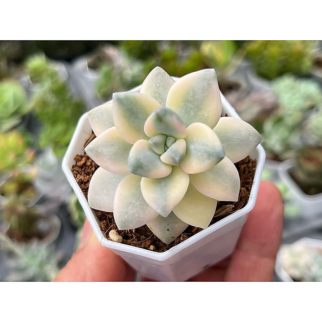 Graptoveria Titubans variegated (ทิทูบันด่าง)ไม้อวบน้ำ น่ารักๆ กระถาง 2 นิ้ว