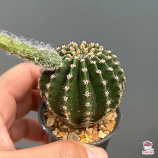 อิชินอปซิส ไฮบริด แองเจิล Echinopsis แคคตัส กระบองเพชร cactus&succulent