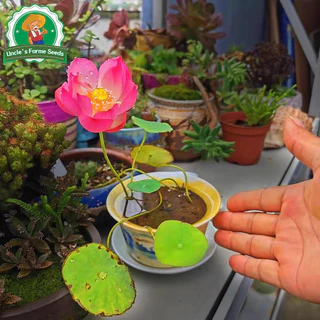 เมล็ดพันธุ์ ดอกบัวน้ำ บัวจิ๋วญี่ปุ่น เมล็ดดอกบัวน้ำ บรรจุ 20 เมล็ด สีผสม Mini Lotus Water Lily Seeds Bonsai Seeds
