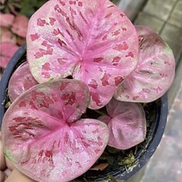 บอนสีพัทยา(ชิ้นผ่าหัว)แท้ตรงปก