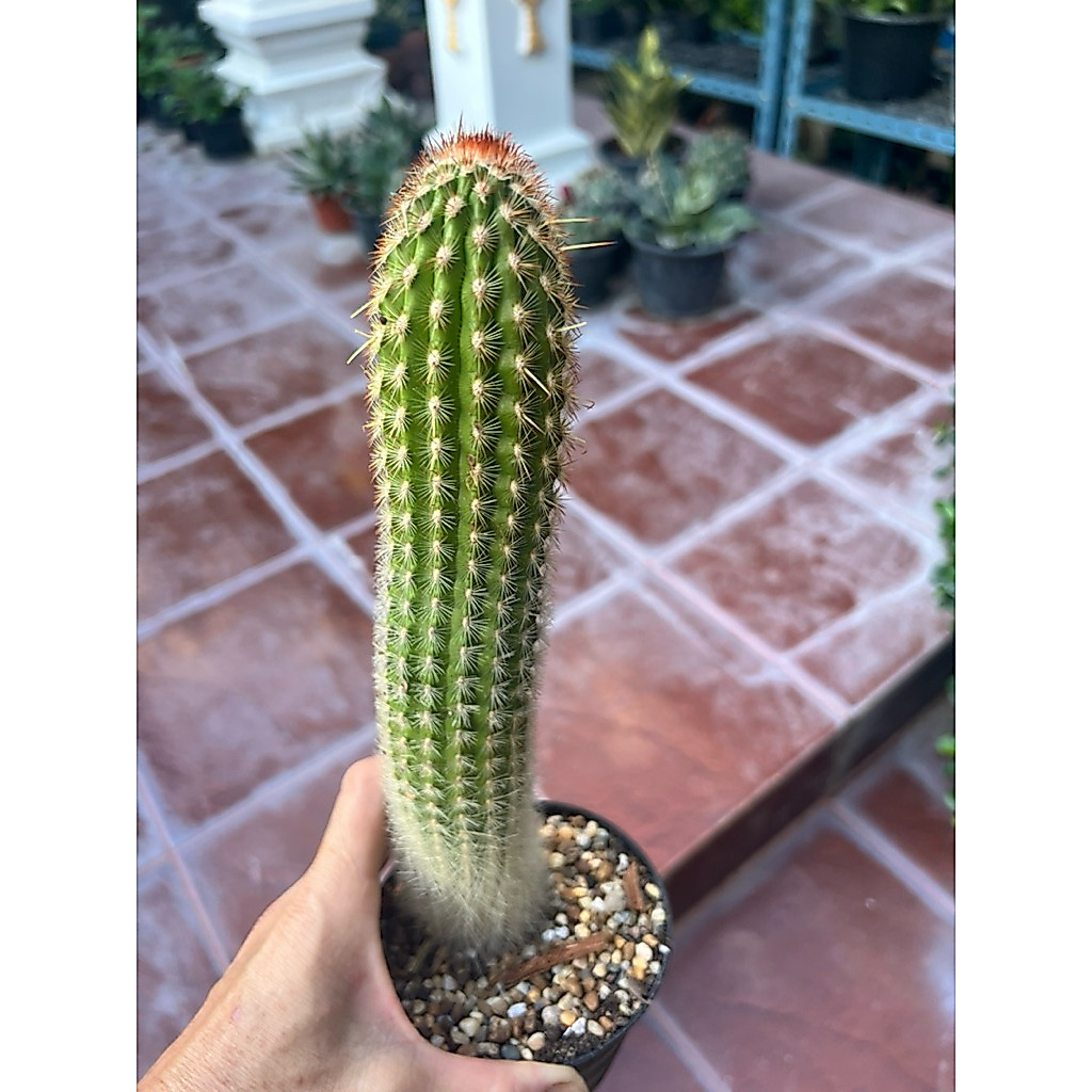 ฟิโลโซไม้ลำPilosocereus(ไม้เมล็ด)