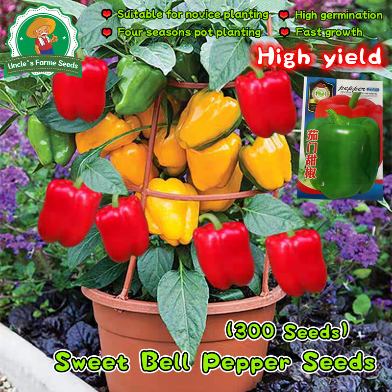 ปลูกง่าย อัตรางอกสูง เมล็ดพริกหวาน เมล็ดพันธุ์ พริกหยวก บรรจุ 300เมล็ด Sweet Bell Pepper Seeds for Planting Vegetable