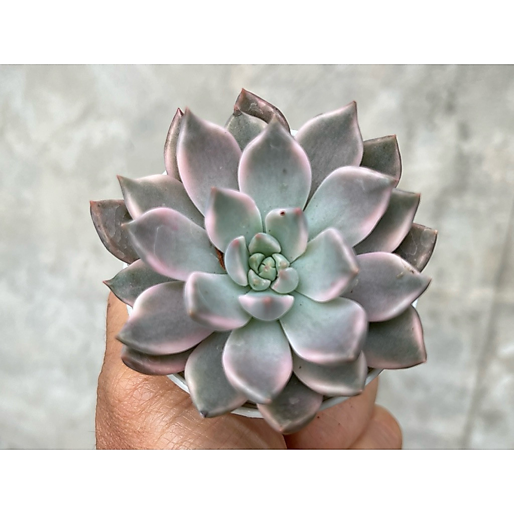 Echeveria Angel Liner Variegated  กุหลาบหิน ไม้อวบน้ำ ขนาด 2 นิ้ว