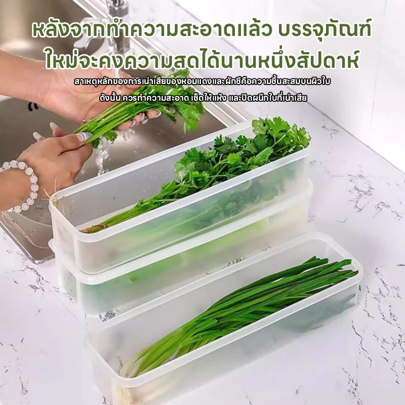 กล่องถนอมอาหาร กล่องเก็บอาหารในตู้เย็น ทำจากวัสดุ PP กล่องเก็บผักชี ต้นหอม คงความสดใหม่ของอาหาร thumbnail 6
