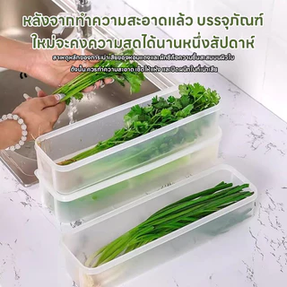 กล่องถนอมอาหาร กล่องเก็บอาหารในตู้เย็น ทำจากวัสดุ PP กล่องเก็บผักชี ต้นหอม คงความสดใหม่ของอาหาร