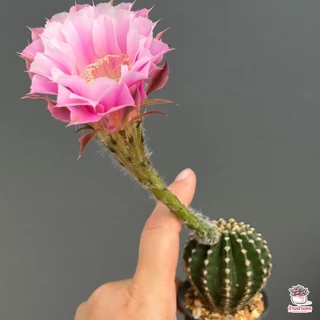 อิชินอปซิส ไฮบริด แองเจิล Echinopsis แคคตัส กระบองเพชร cactus&succulent