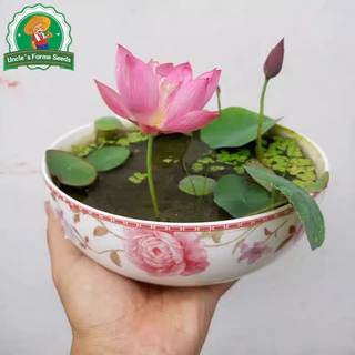 เมล็ดพันธุ์ ดอกบัวน้ำ บัวจิ๋วญี่ปุ่น เมล็ดดอกบัวน้ำ บรรจุ 20 เมล็ด สีผสม Mini Lotus Water Lily Seeds Bonsai Seeds